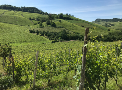 Philine's Journey: A Commitment to Organic and Biodynamic Viticulture